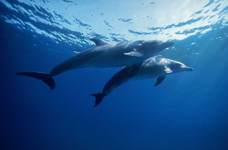 海豚可以帮助治愈人类