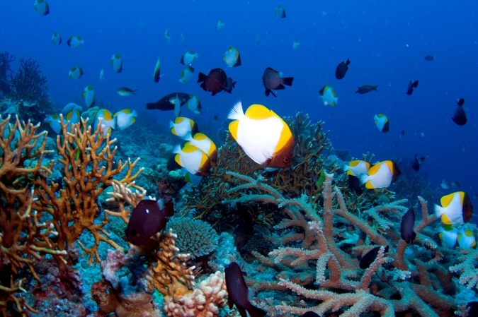 鱼鹰礁，珊瑚海