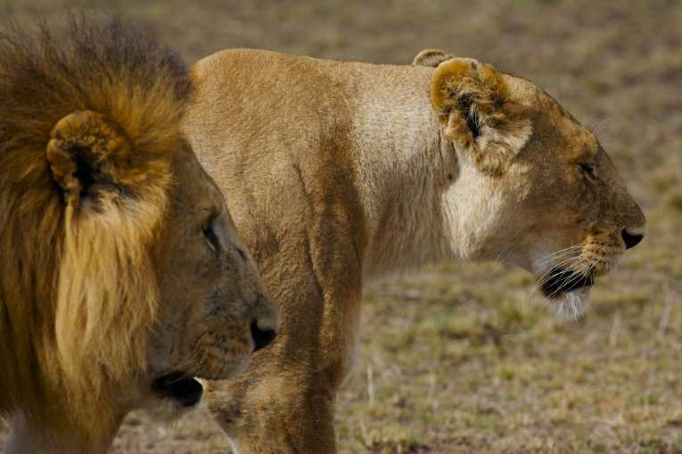 东方与西方:非洲的狮子种群显示出基因上的差异