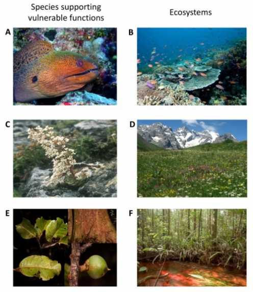 支持珊瑚礁的一些最脆弱功能的物种，高山草地和雨林