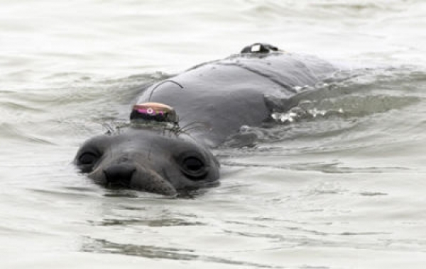 标记的雌性大象海豹准备潜水
