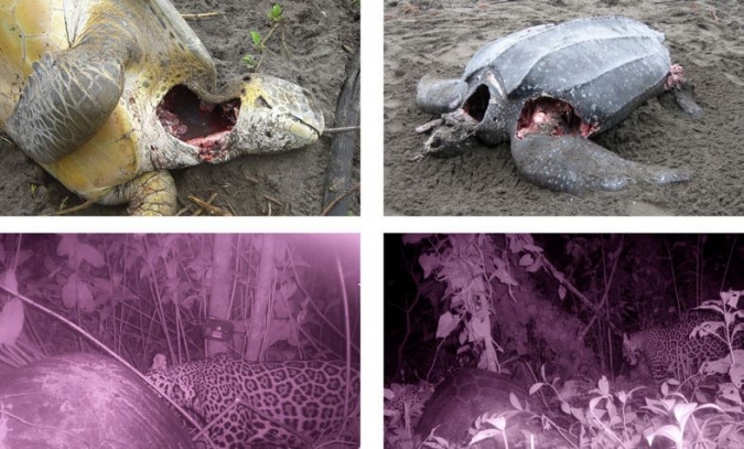 左上角是绿海龟龟，右上方是棱皮龟，纹皮龟，这是典型的美洲豹捕食的迹象，下面是美洲虎捕食绿海龟的照片