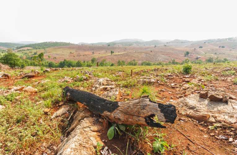 Bianca Jagger赞扬1800万公顷的森林修复承诺