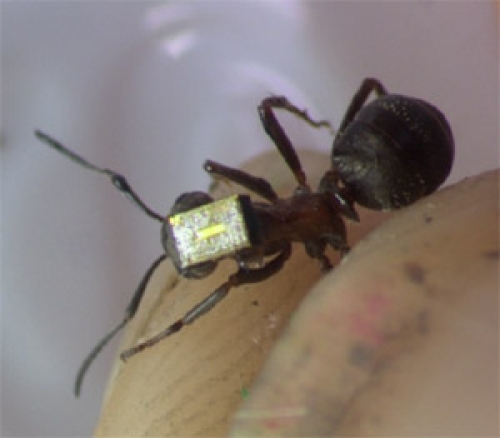 安装在毛茸茸的木蚂蚁上的1毫米无线电标签