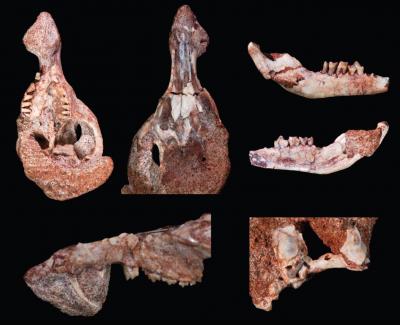 古生物学家Guillermo Rougier博士，路易斯维尔大学解剖科学和神经生物学教授，和他的团队报告说，他们发现了南美洲白垩纪早期已知的第一个哺乳动物的两个头骨。这种新的动物被古生物学家命名为Cronopio dentiacutus，是一种已灭绝的干乳类动物，与今天的有袋类动物和胎盘类动物有着远缘关系