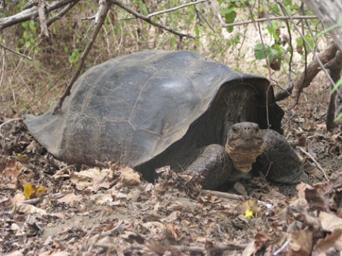 杂交乌龟与C. eLephantopus，一个原产于Floreana岛的物种，约有200英里的伊莎贝拉北部的狼火山。直到最近，C. elephantopus被认为是灭绝的。Isabela岛上乌龟人群的遗传分析表明纯种个体C. eLephantopus仍然在伊莎贝拉上活着