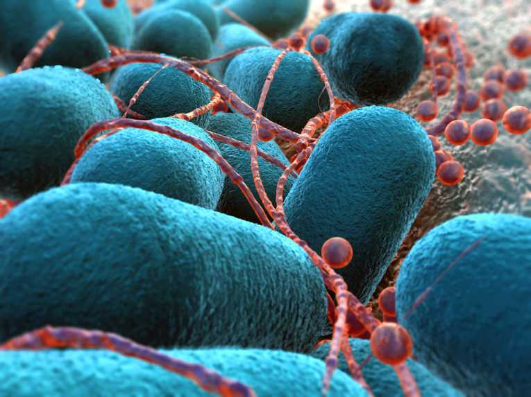 德国大肠杆菌是另外两种细菌的致命混合物