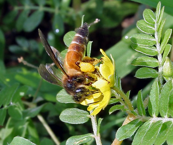 大蜜蜂(意大利蜜蜂)