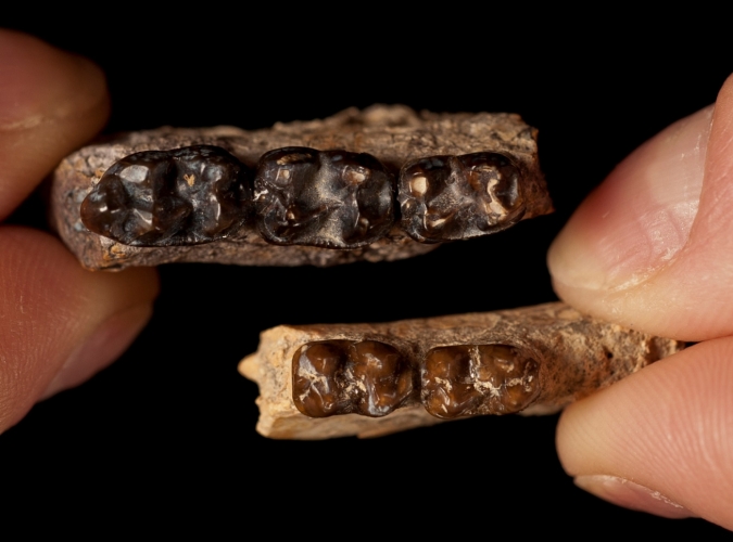 体型较大的Sifrhippus的牙齿，在体型缩小后，牙齿来自同一物种
