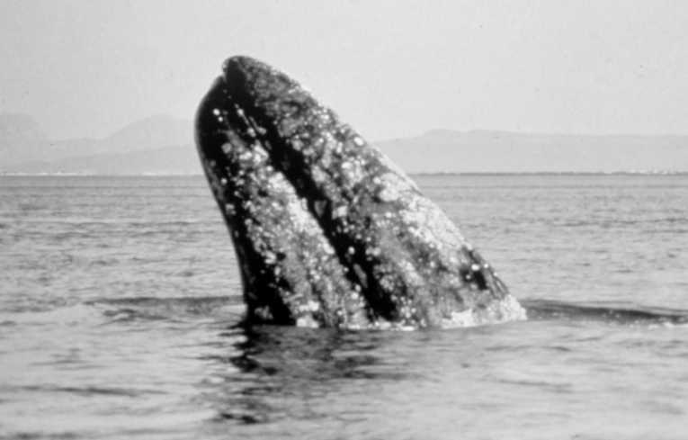 国际科学家联合追踪濒危鲸鱼