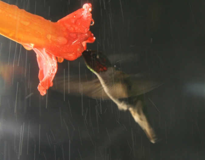 安娜的蜂鸟在大雨中飞行