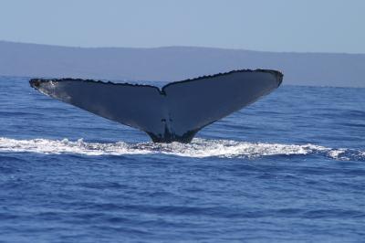 驼背鲸露出夏威夷的侥幸。个人的侥幸具有独特的标记和着色