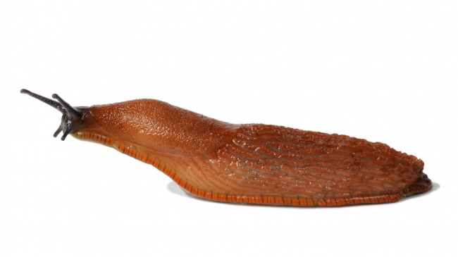 西班牙slug（vulgaris）