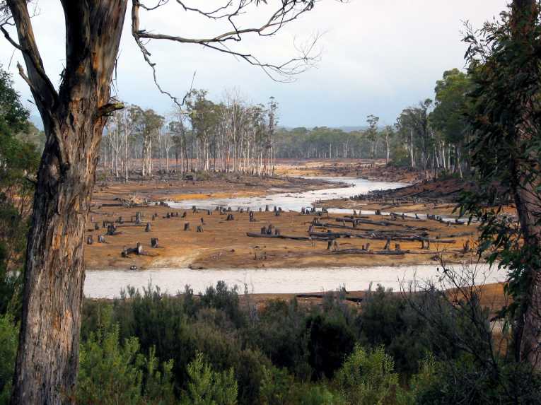 印度尼西亚总统签署了期待已久的森林砍伐禁令