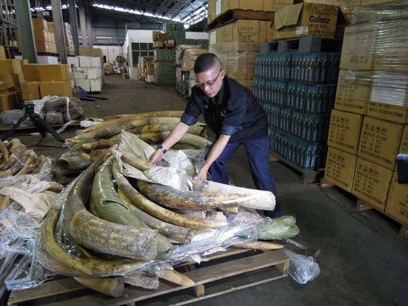 2011年12月在马来西亚缉获了1.4吨象牙的形象
