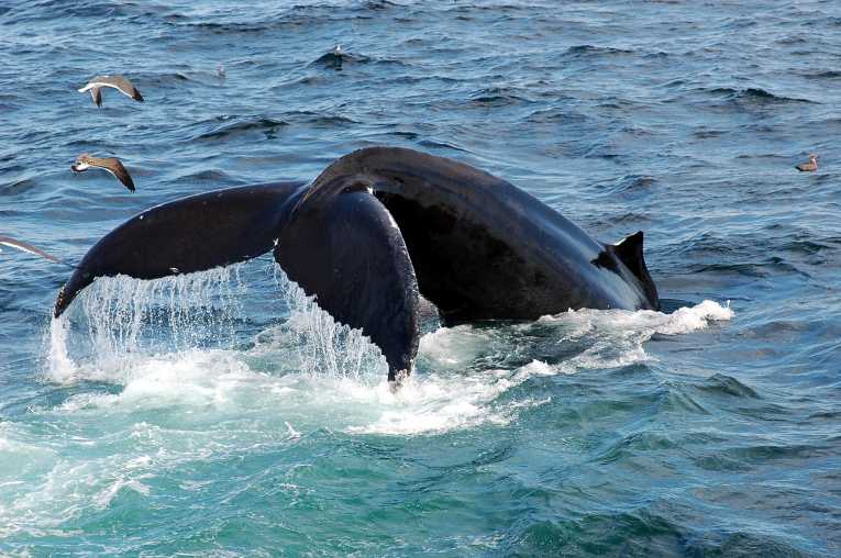 IWC应该将鲸鱼保护视为优先权 -  WWFbetway必威官网平台