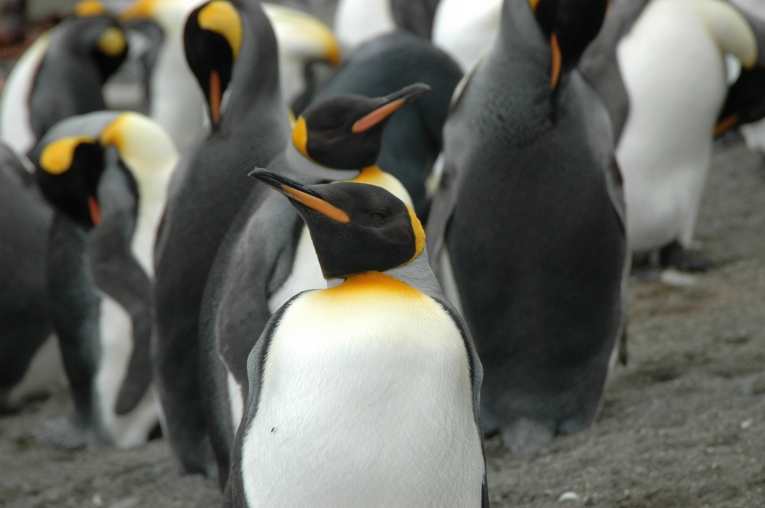 麦夸里岛的帝企鹅遗传多样性恢复