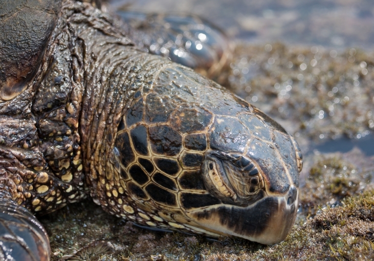 世界上最后剩余的海龟养殖场