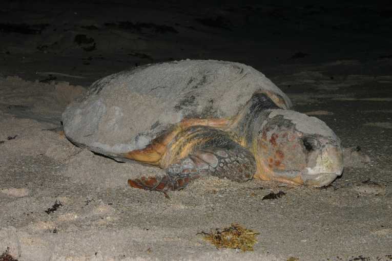 一些Loggerhead龟人群降级为濒危地位