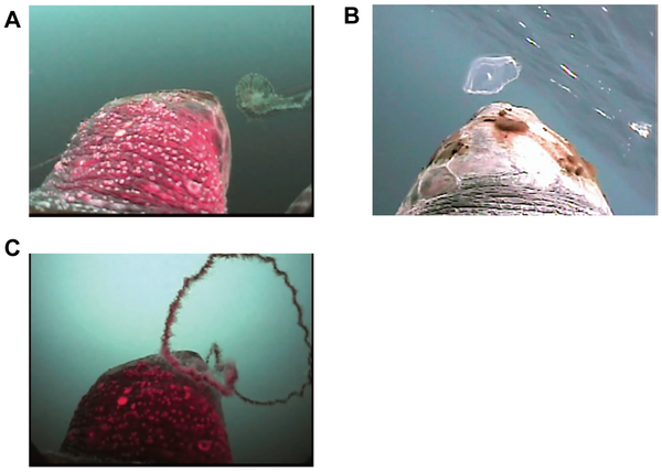 红海龟(Caretta Caretta)在水中用视觉搜寻胶状猎物