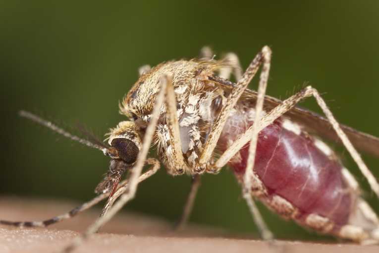 疟疾疫苗可能在成功试用后更接近