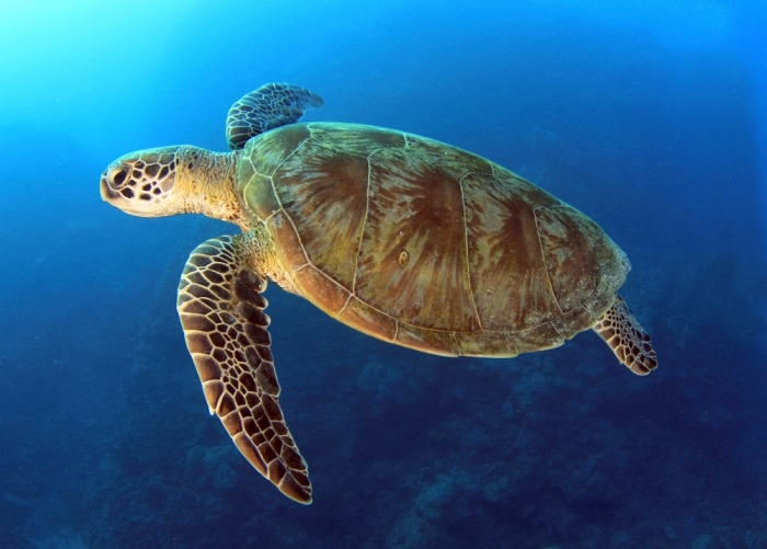 一只绿海龟在澳大利亚水域自由游着