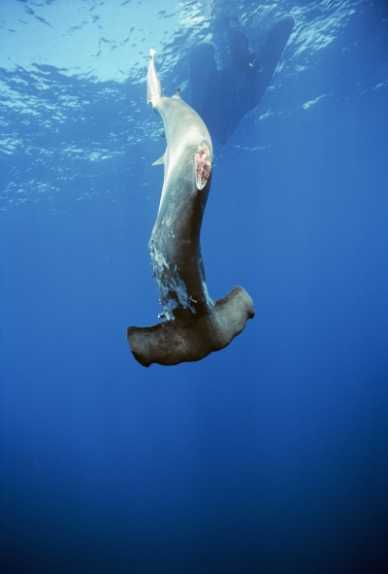 鲨鱼取鳍是把鲨鱼的鳍切下来，然后丢弃在海里的一种不必要的做法。一公斤鱼翅的价格可以卖到700美元
