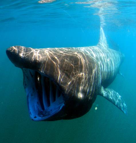 晒太阳鲨（Cetorhinus Maximus）