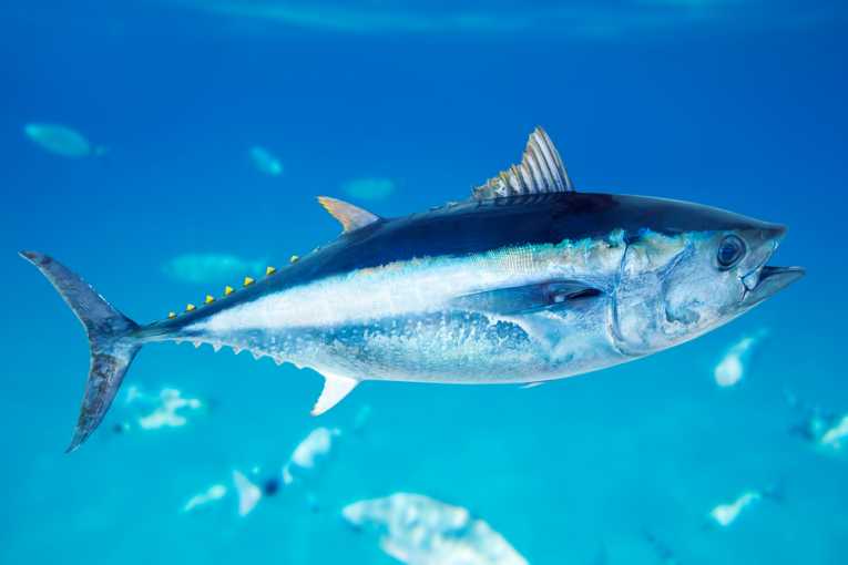 新的模型研究大西洋蓝鳍金枪鱼种群