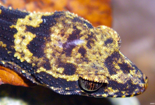 Bumblebee Gecko（Nactus Kunan）于2010年首次发现，并在2012年被归类为新物种