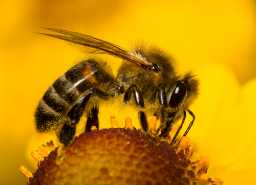 蜜蜂在花上，采集花蜜