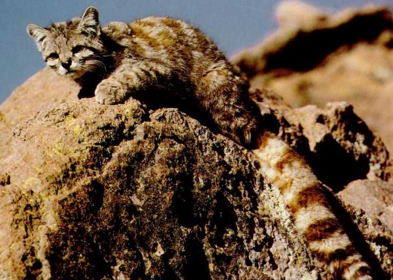 濒危的安第斯猫的新种群被发现