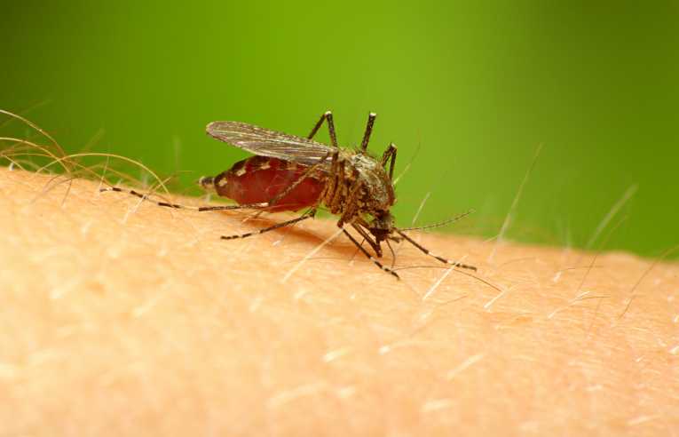 新的便携诱惑可以帮助击败蚊子及其疾病