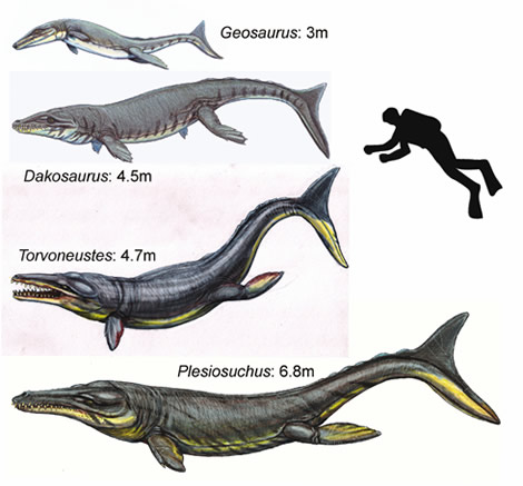 为西欧存在的四个世代的最大体长的生命重新设计。从上到下的物种是：Geosaurus Giganteus，Dakosaurus Maximus，Torvoneustes Carpenteriand Plesiosuchus Manselii。人类潜水员的高度为1.8米。所有L重建都是Dmitry Bogdanov