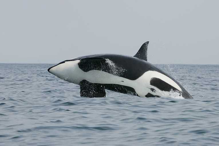 orcas的有趣领导作用与进化相关，即使在人类中