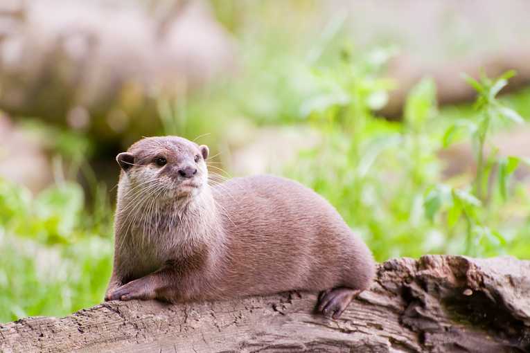 otters是复出国王