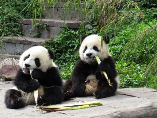 在四川雅安的中国保护研究中心碧峰峡基地，大熊猫在地震前吃竹子。betway必威官网平台