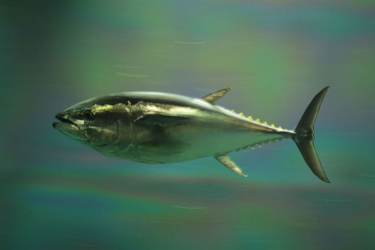 太平洋蓝鳍金枪鱼接近危险状态。