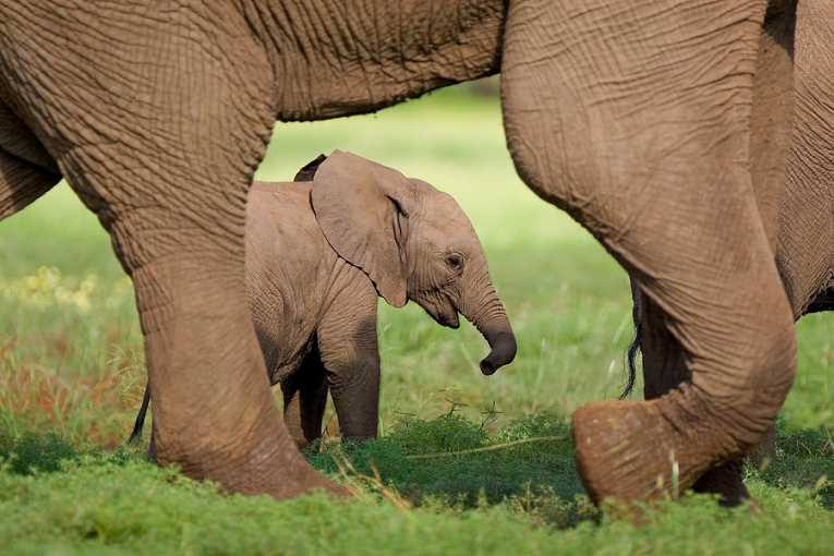 偷猎仍然是森林大象数量下降的一个因素