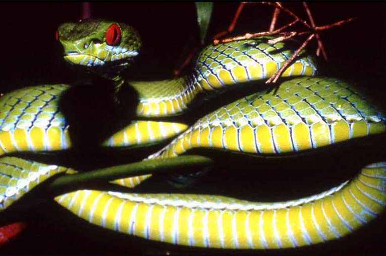 新发现的绿蝮蛇种