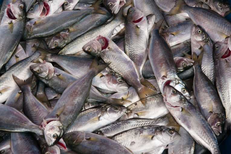 欧盟共同渔业政策的改革
