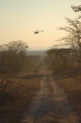 2011年世界犀牛日，犀牛去角，Chopper带着兽医在瞭望