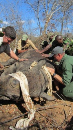 2011年世界犀牛天，犀牛Dehorning，Lowveld Rhino Trust团队在工作