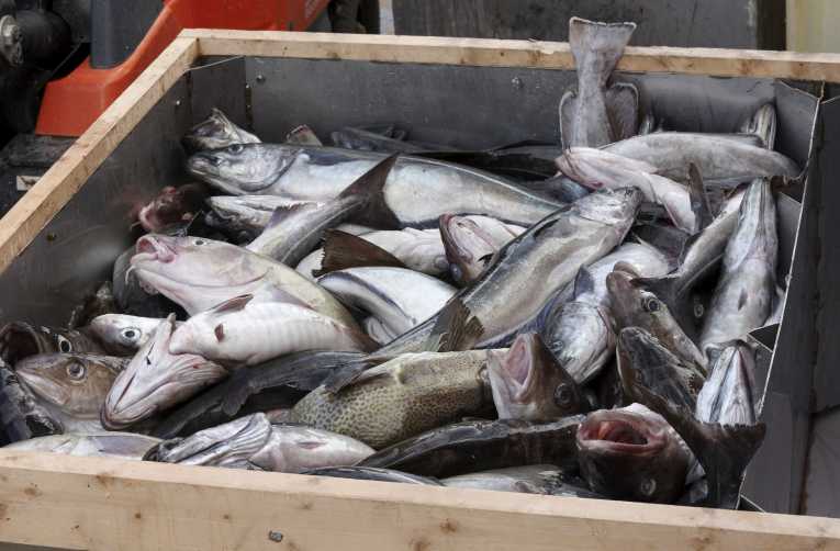 俄罗斯人加入可持续渔业