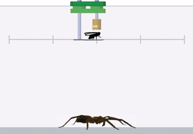 没有产生有效气流的仪器:测量蜘蛛腿上方的气流，苍蝇在灰阶上以不同的间隔放置。水平激光片(绿线;2毫米的腰围厚度)只是“触摸”tarsi的上部(约2毫米以上的基材)。