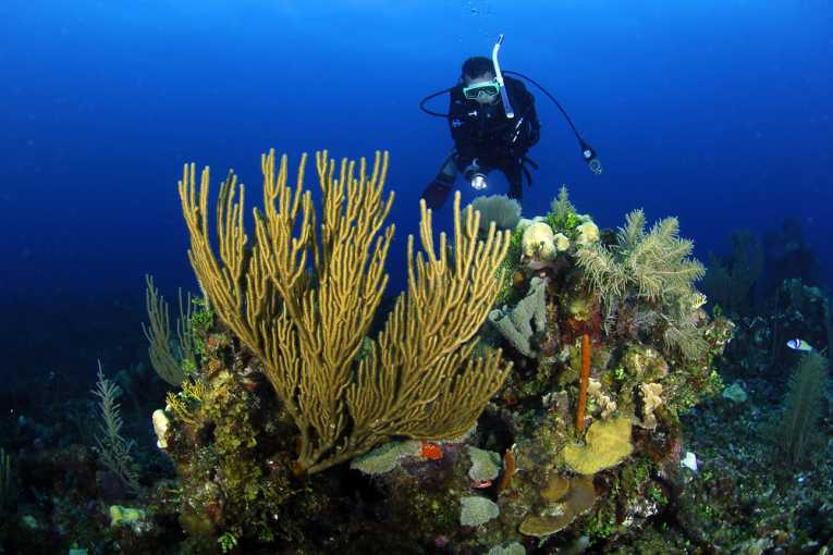 卫星绘图可以帮助防止珊瑚礁减少
