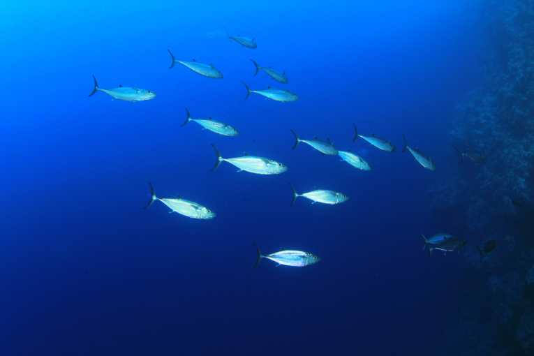 卫星跟踪和数据，以帮助节省蓝鳍金枪鱼 - 纠正