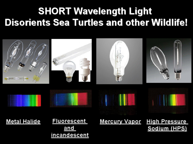 保持长波长，海龟对短波长的光有很强的吸引力，而不太受长波长的光的干扰