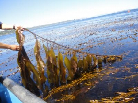 海藻养殖——海藻在天然盐水环境中的快速生长和高含糖量使其成为可再生燃料和化学品的理想原料。这张图片与发表在2012年1月20日美国科学促进会出版的《科学》杂志上的一篇论文有关。这篇论文由加州伯克利生物建筑实验室的A.J. Wargacki及其同事撰写，题目为: