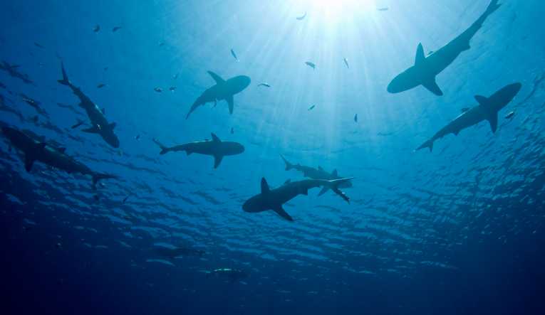 欧洲联盟加强了对抗鲨鱼献身的斗争